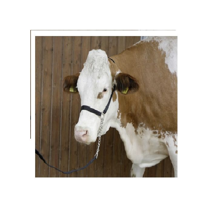 Kaiš sa lancem za vođjenje krava, bikova