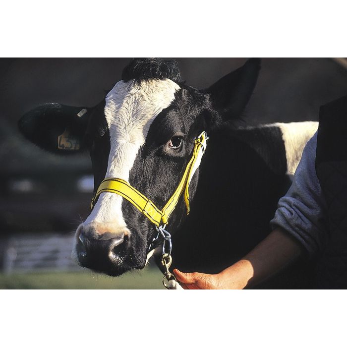 Najlonski ular za goveda