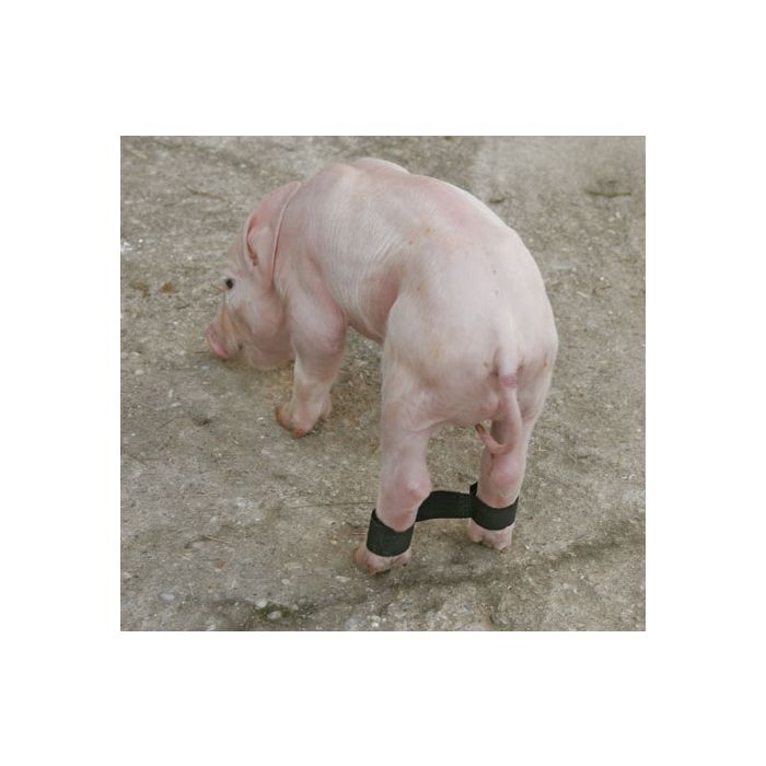 Kaiš protiv rasklizavanja noge