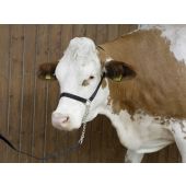 Crni ular Kerbl sa lancem i povodnikom, izložbeni