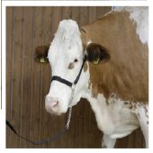 Kaiš sa lancem za vođjenje krava, bikova